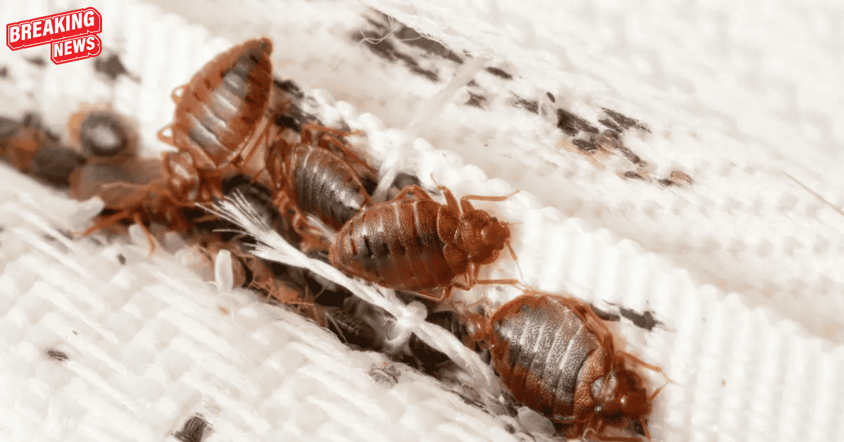 Insect Invasion 5 Alabama Cities Combatting Bed Bug Onslaught