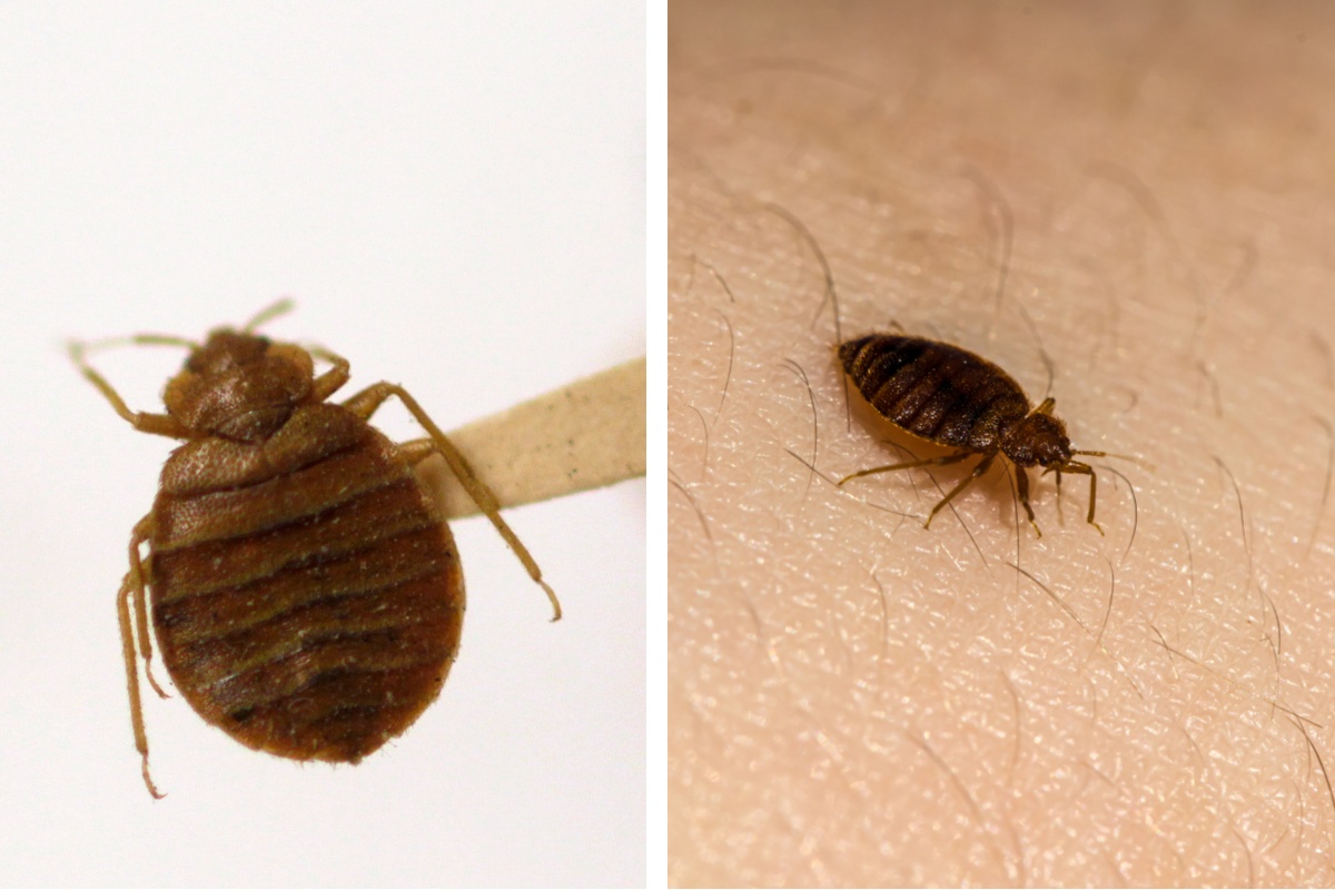Insect Invasion: 5 Alabama Cities Combatting Bed Bug Onslaught