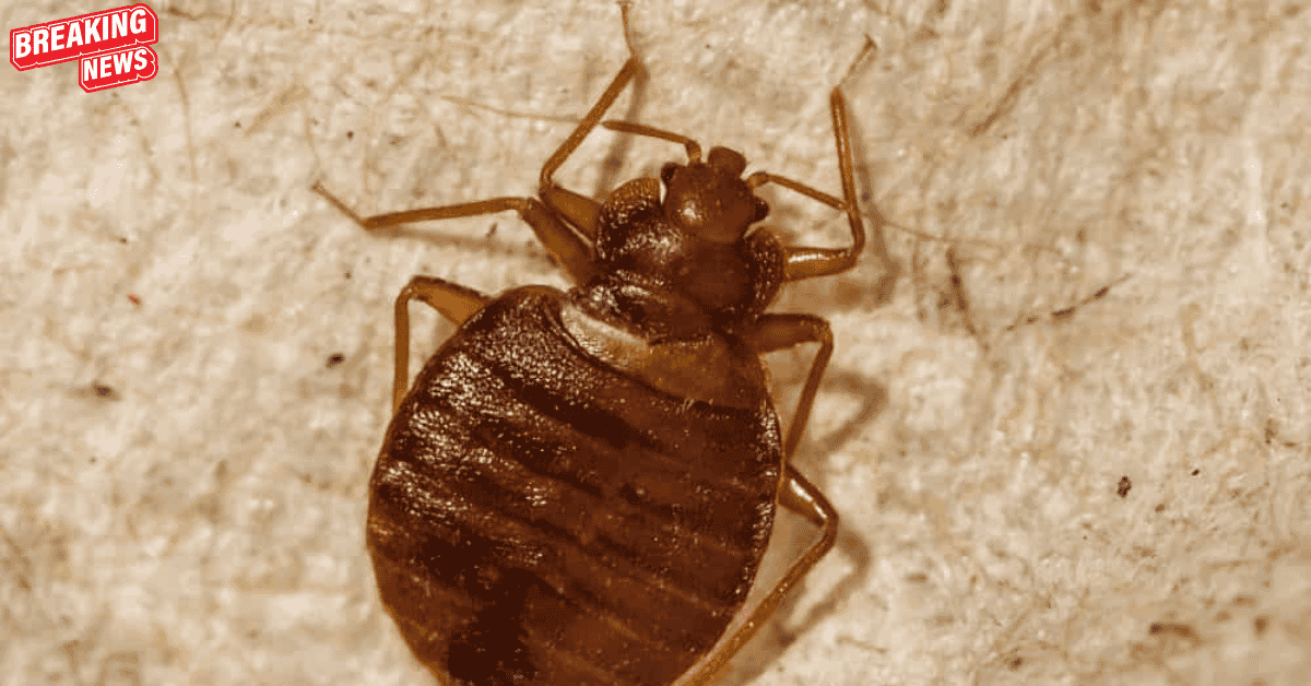 Insect Invasion 5 Alaska Cities Combatting Bed Bug Onslaught