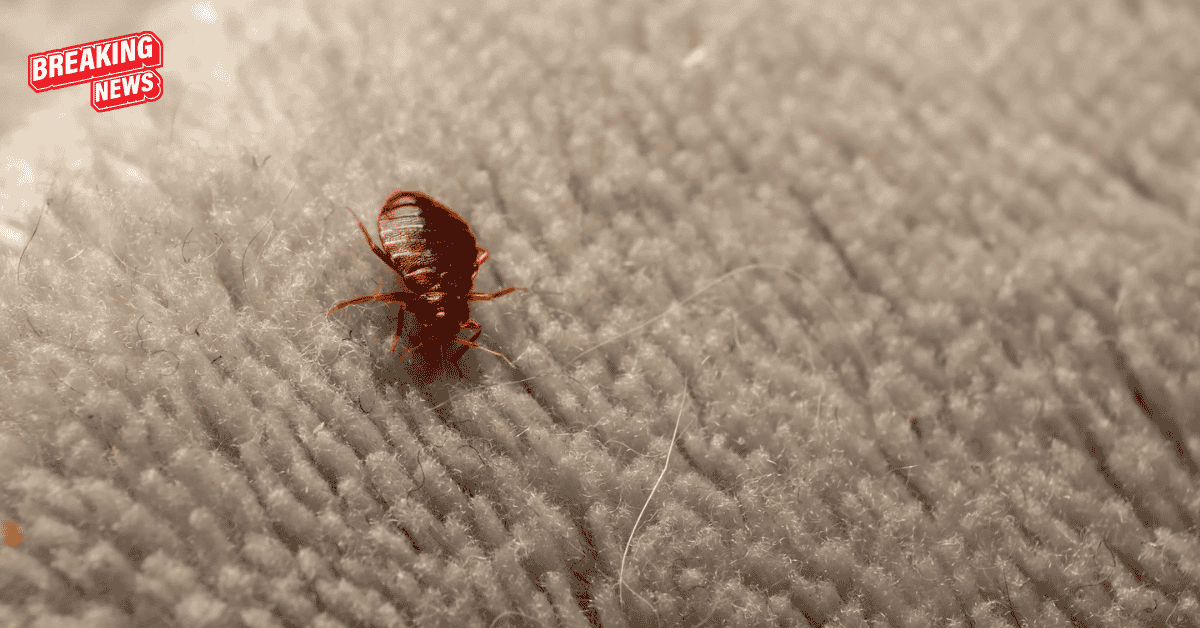 Insect Invasion 5 Arkansas Cities Combatting Bed Bug Onslaught