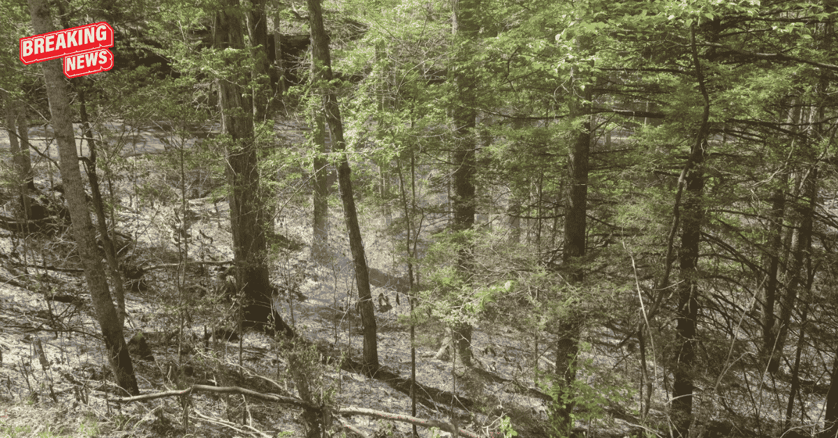 Officials report that the Alum Forest fire in McCreary County is over 90% suppressed